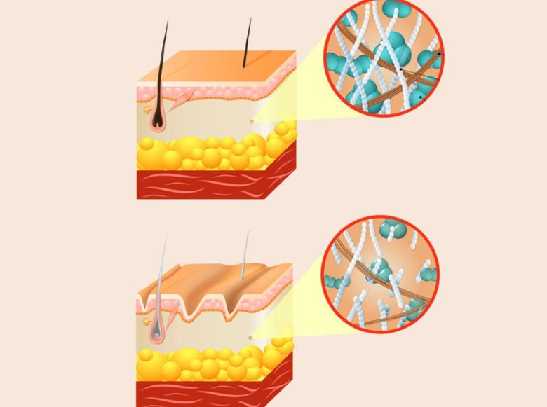 Collagen và elastin có vai trò gì trong da?