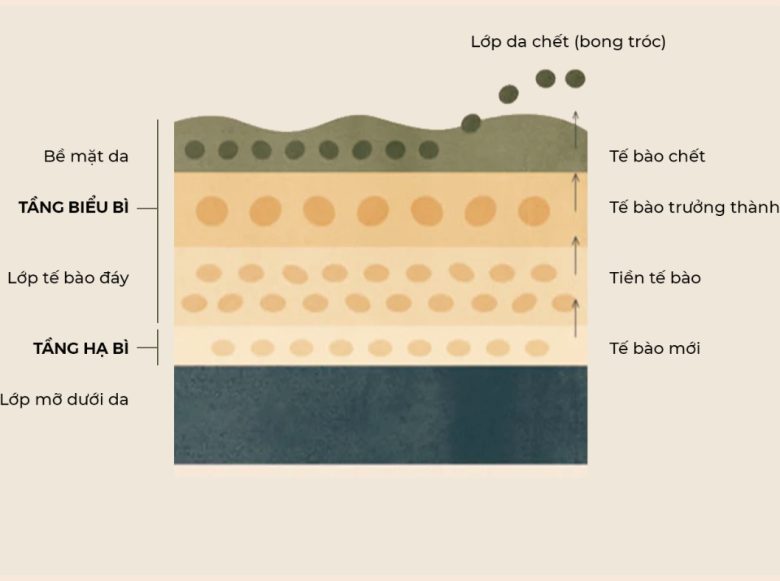 Phân Loại Tế Bào Chết 