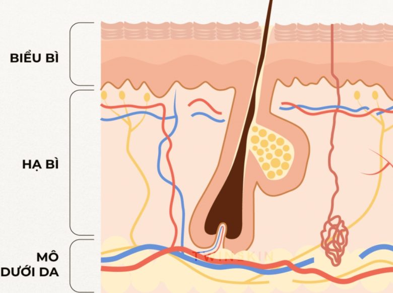 Collagen và elastin có vai trò gì trong da?