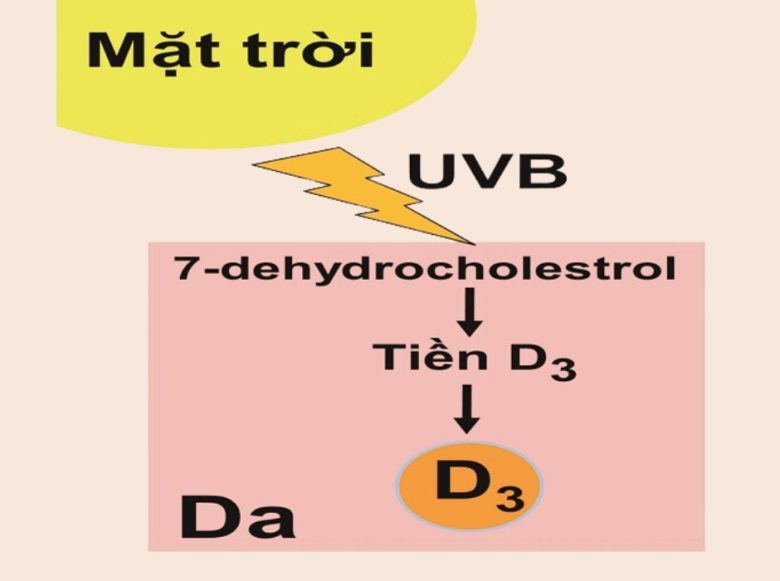 Quá Trình Tổng Hợp Vitamin D Qua Da