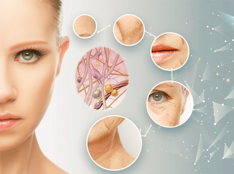 Collagen và elastin có vai trò gì trong da? Elastin giúp làn da có khả năng trở lại hình dạng ban đầu sau khi bị kéo giãn