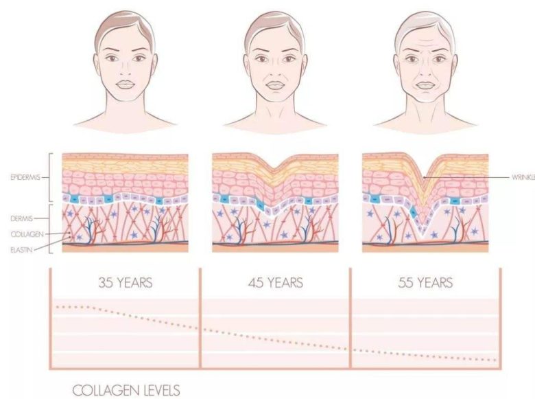 Collagen và elastin có vai trò gì trong da khi yếu tố di truyền cũng có thể ảnh hưởng đến tốc độ suy giảm  đầy sức sống