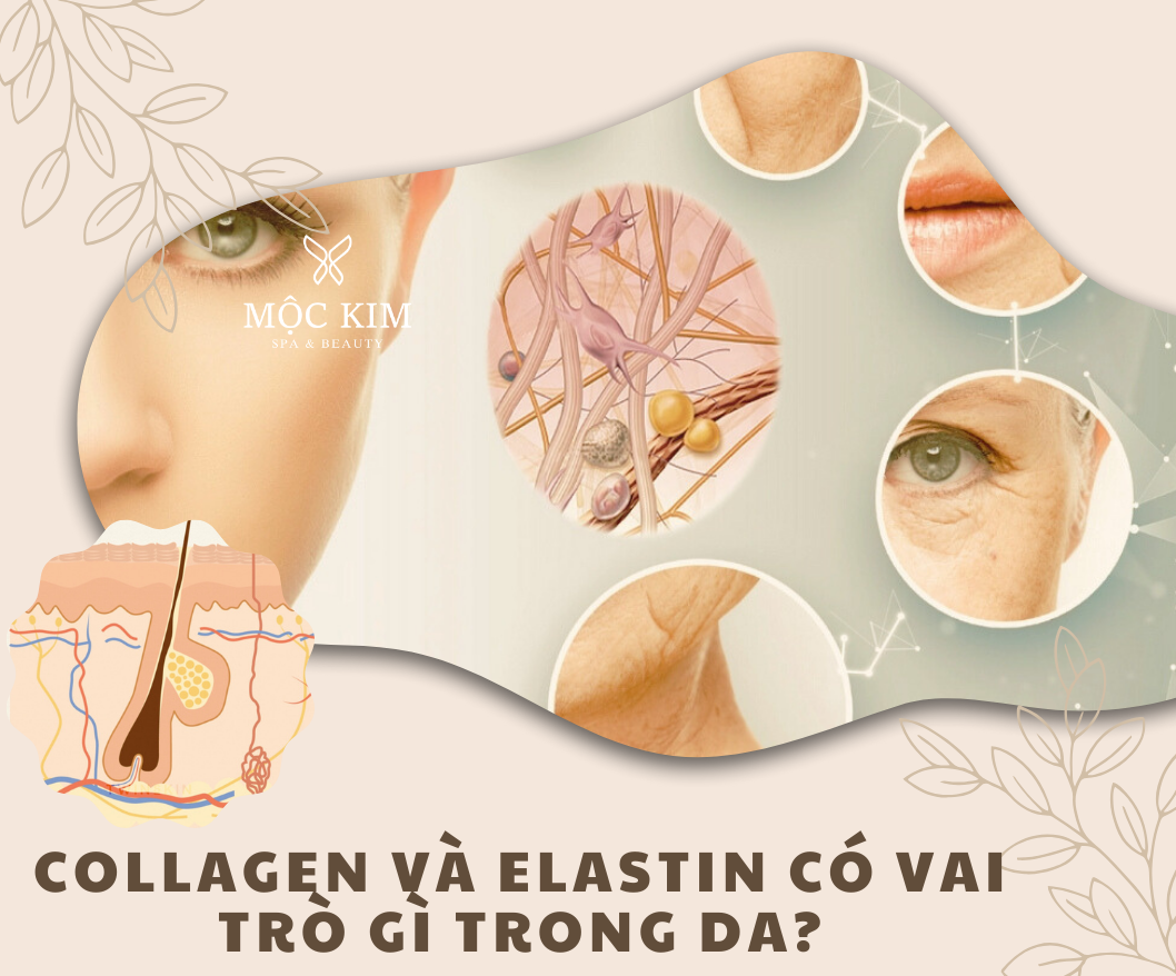 Collagen và Elastin Có Vai Trò Gì Trong Da? 7 Điều Bạn Chưa Biết! 18 dai dien 4 - Collagen và Elastin Có Vai Trò Gì Trong Da? 7 Điều Bạn Chưa Biết!